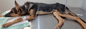 درمان مسمومیت سگ