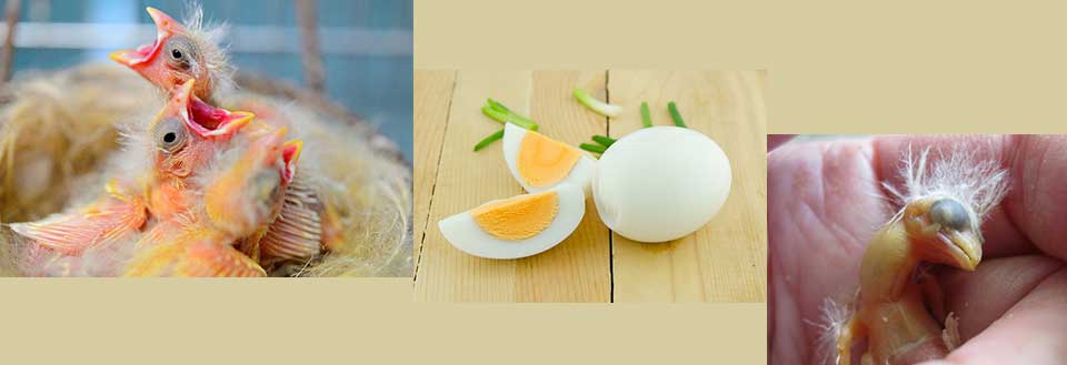 غذای جوجه قناری