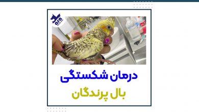 درمان شکستگی بال پرندگان