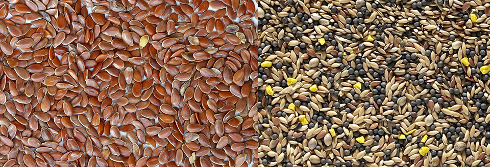غذای قناری